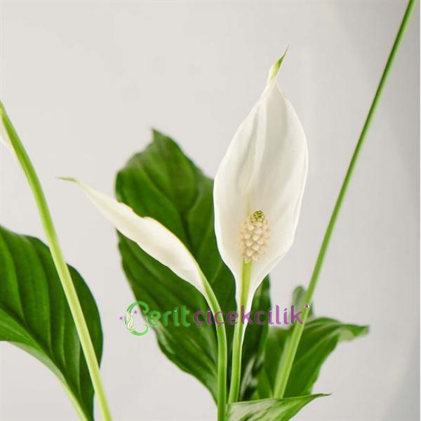  Kemer Çiçek Siparişi Kar Beyaz Spatifilyum Çiçeği