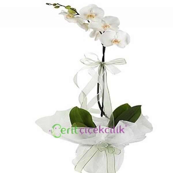 Tek Dal Beyaz Orkide Resim 2