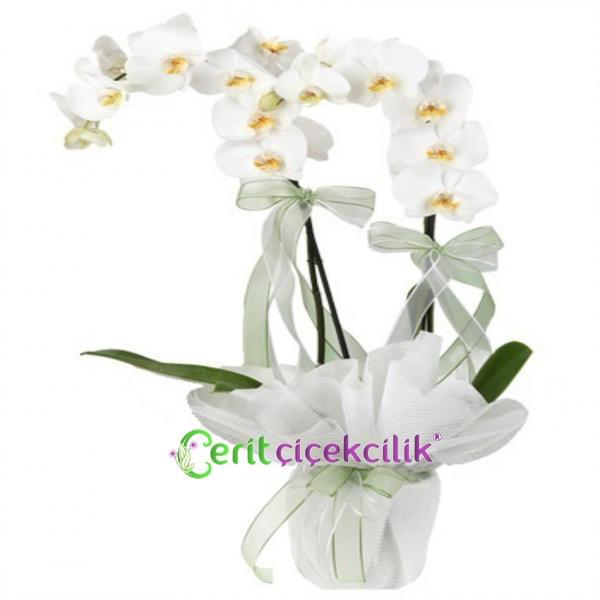 Çift Dallı Beyaz Jumbo Orkide Resim 1