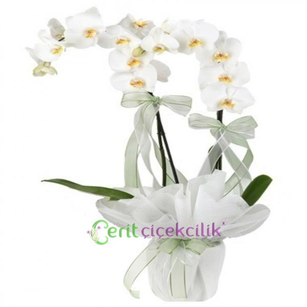 Çift Dallı Beyaz Jumbo Orkide Resim 2