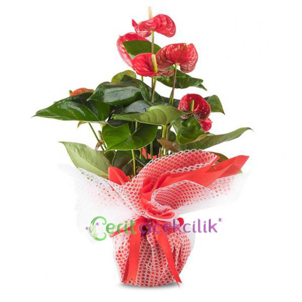  Kemer Çiçek Siparişi Mutluluk Kırmızısı Antoryum Çiçeği