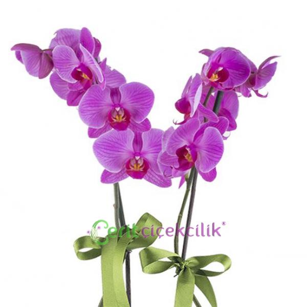  Kemer Çiçekçiler Hayal Adası 2 Dal Mor Orkide