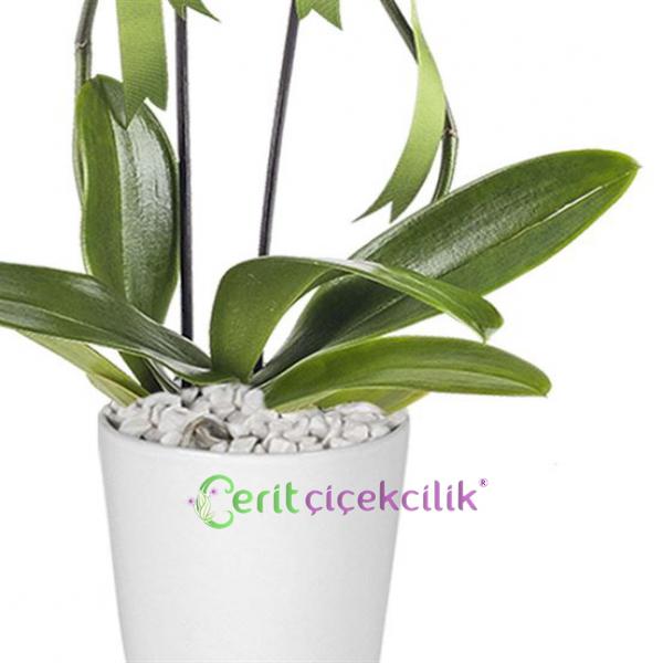 product-media-img