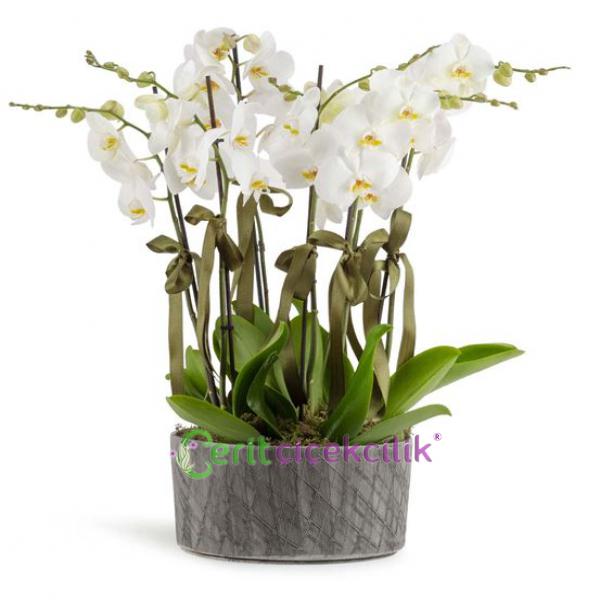  Kemer Çiçek Siparişi Castenaso 6 Dal Beyaz Orkideler