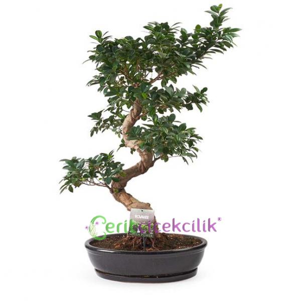 Dekoratif Ficus Bonsai Ağacı 120cm Resim 1