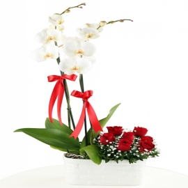  Kemer Çiçekçiler Seramik Vazoda 7 gül & Orkide 2 Dallı