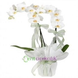  Kemer Çiçek Siparişi Çift Dallı Beyaz Jumbo Orkide