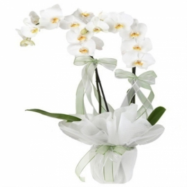 Kemer Çiçek Siparişi Çift Dallı Beyaz Jumbo Orkide