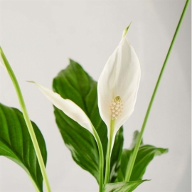  Kemer Çiçek Siparişi Kar Beyaz Spatifilyum Çiçeği