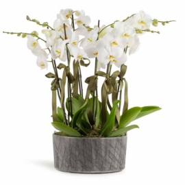  Kemer Çiçek Siparişi Castenaso 6 Dal Beyaz Orkideler
